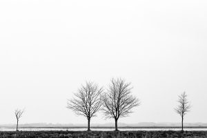Photo noir et blanc d'arbre dans la Baie de Somme