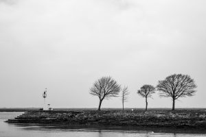 Photo noir et blanc d'arbre dans la Baie de Somme